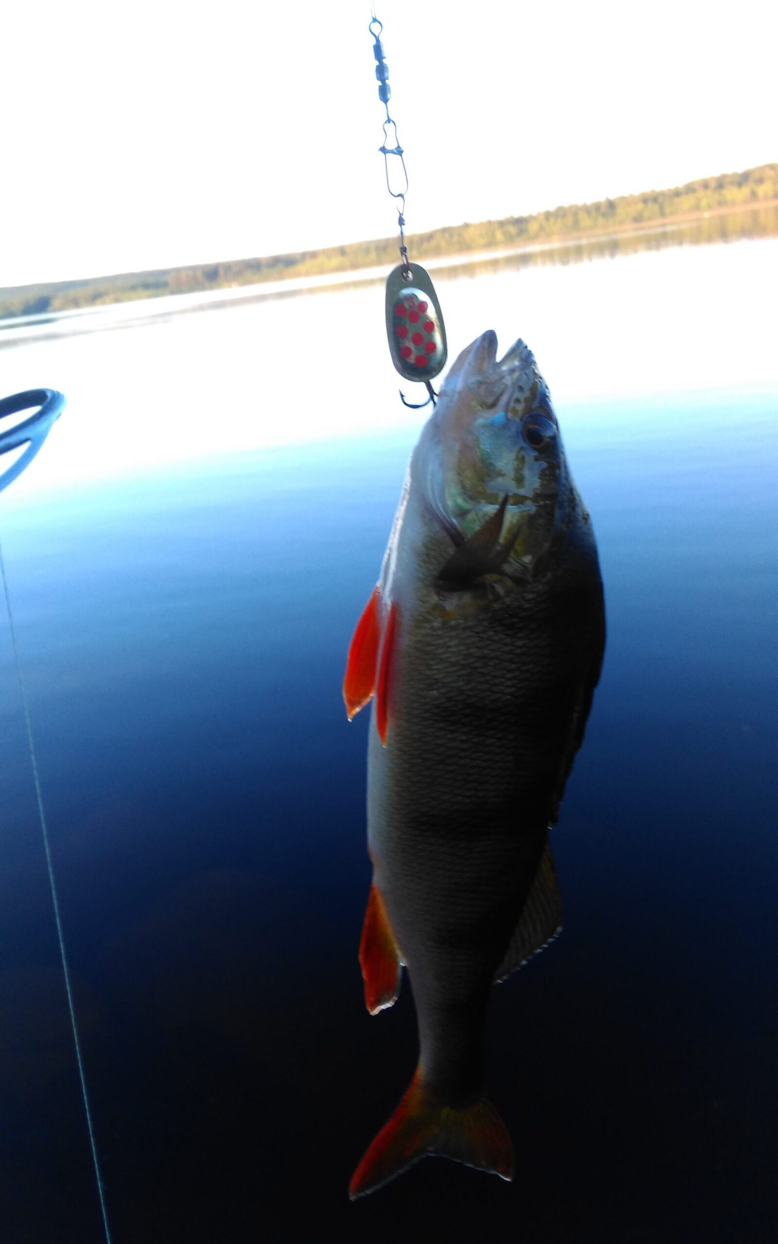 Fisk på kroken