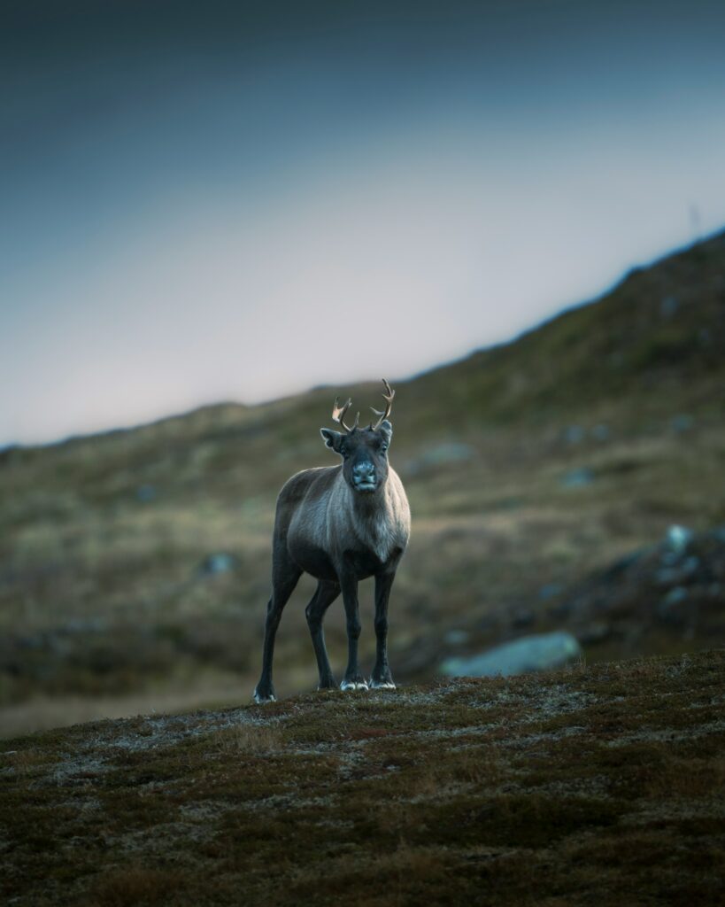 Un renne dans un environnement montagnard